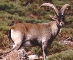 Madrid planea reducir drásticamente la población de cabras en el P.N. Sierra de Guadarrama